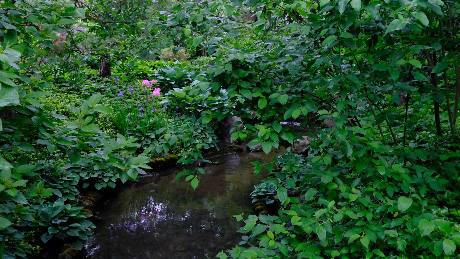 Pink and purple flowers reflected in the brook.