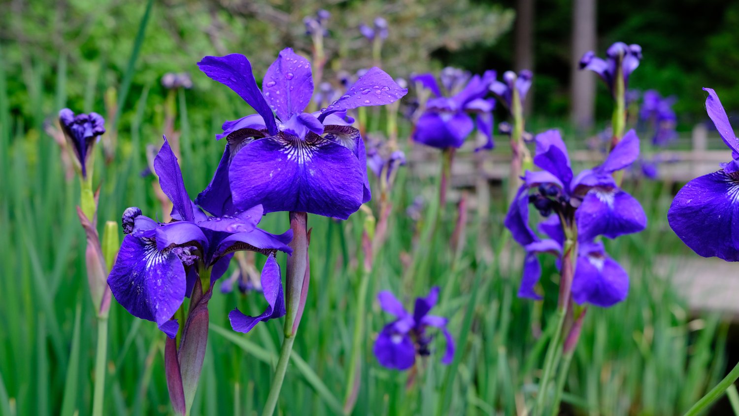Drops of rain resting on the petals of the purple irises.