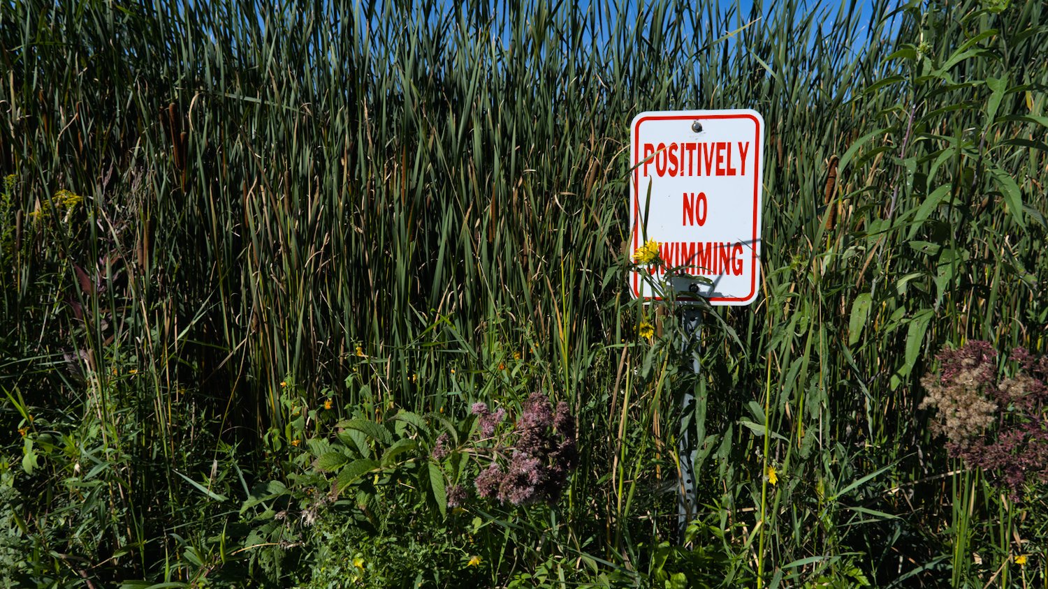 Positively no swimming sign at Sterne's Fen.