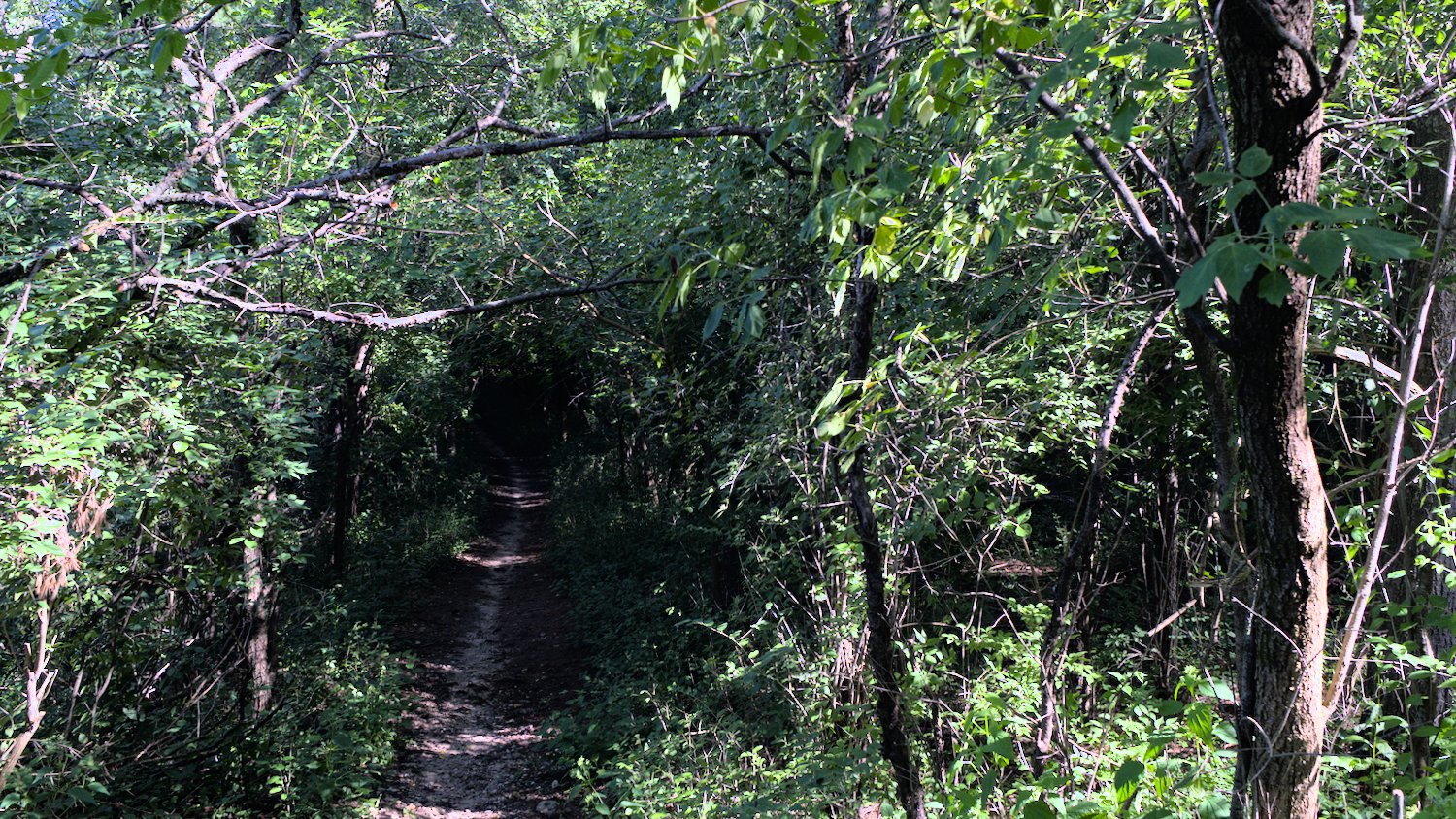 View through the tree canopy of Oak View Trail.