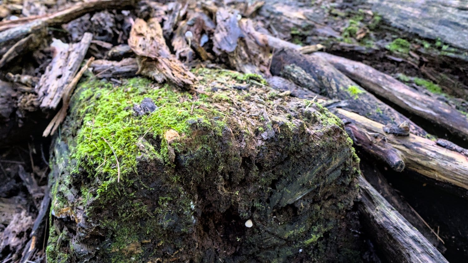 Moss growing over the remains of fallen trees.