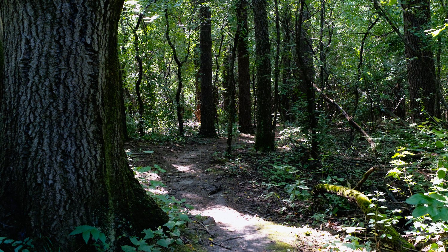 Trail through Sterne's Woods.