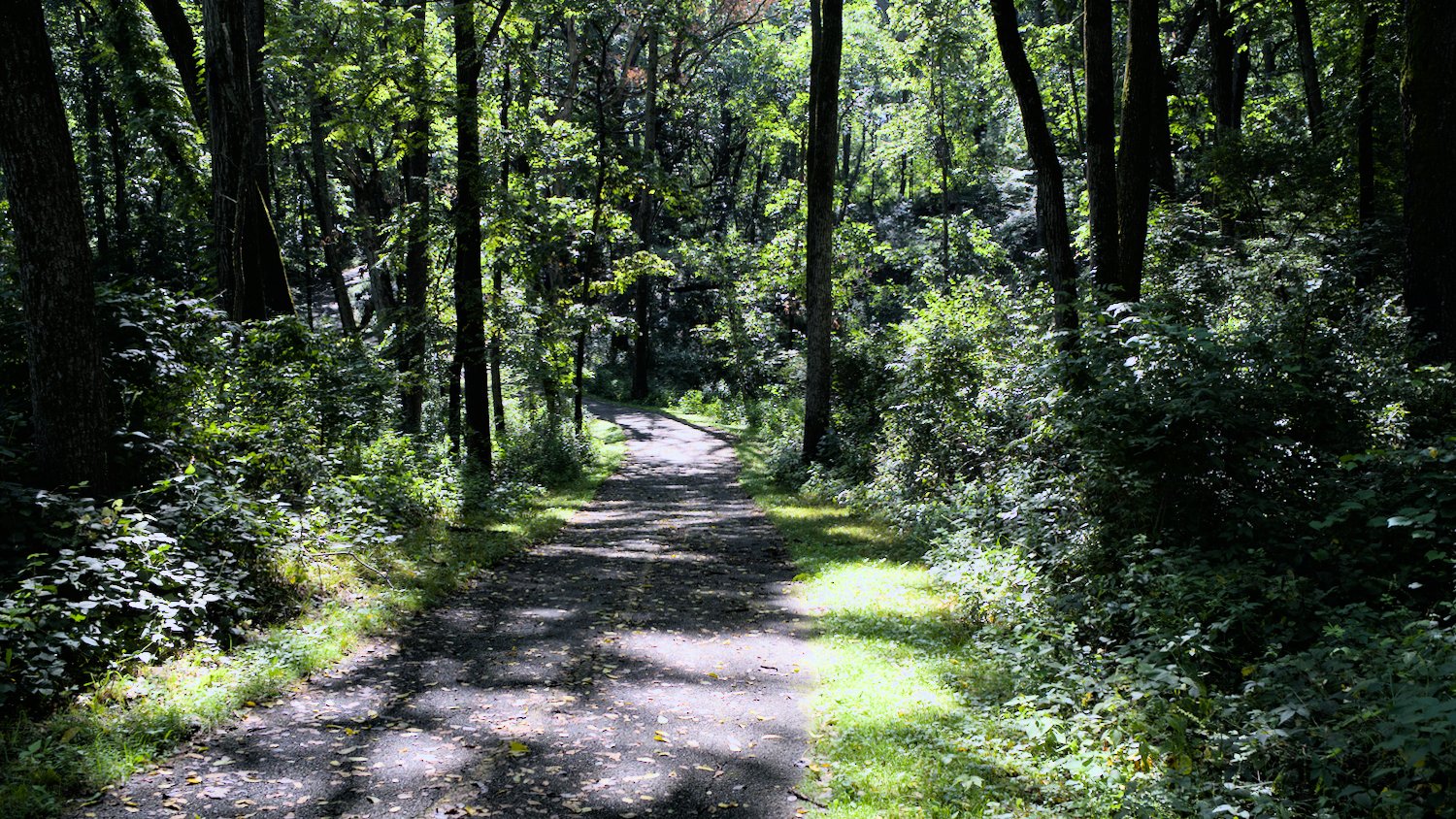 Part of the Prairie Trail, running through Sterne's Woods.