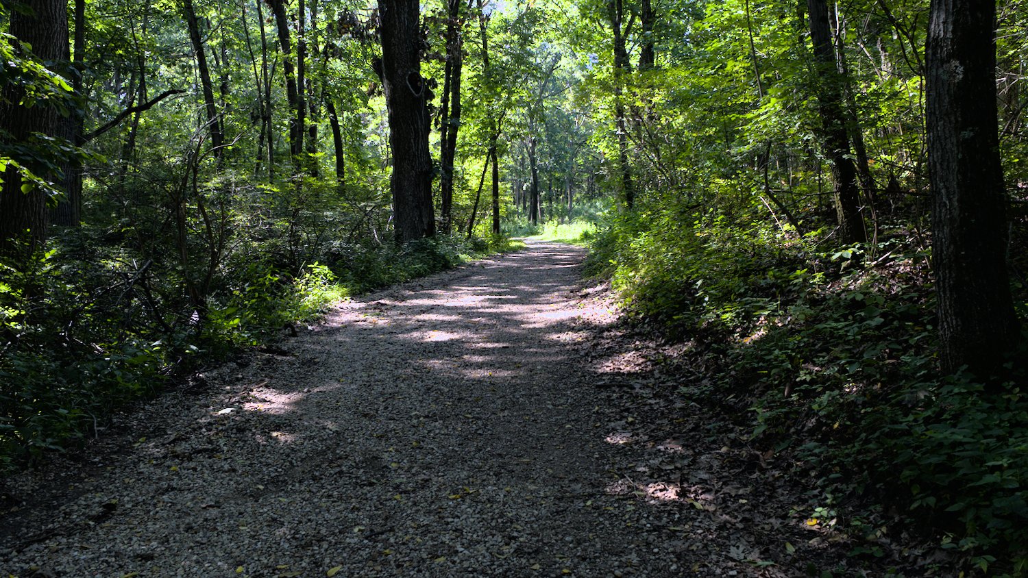 Part of the Veteran Acres - Sterne's Woods Trail.