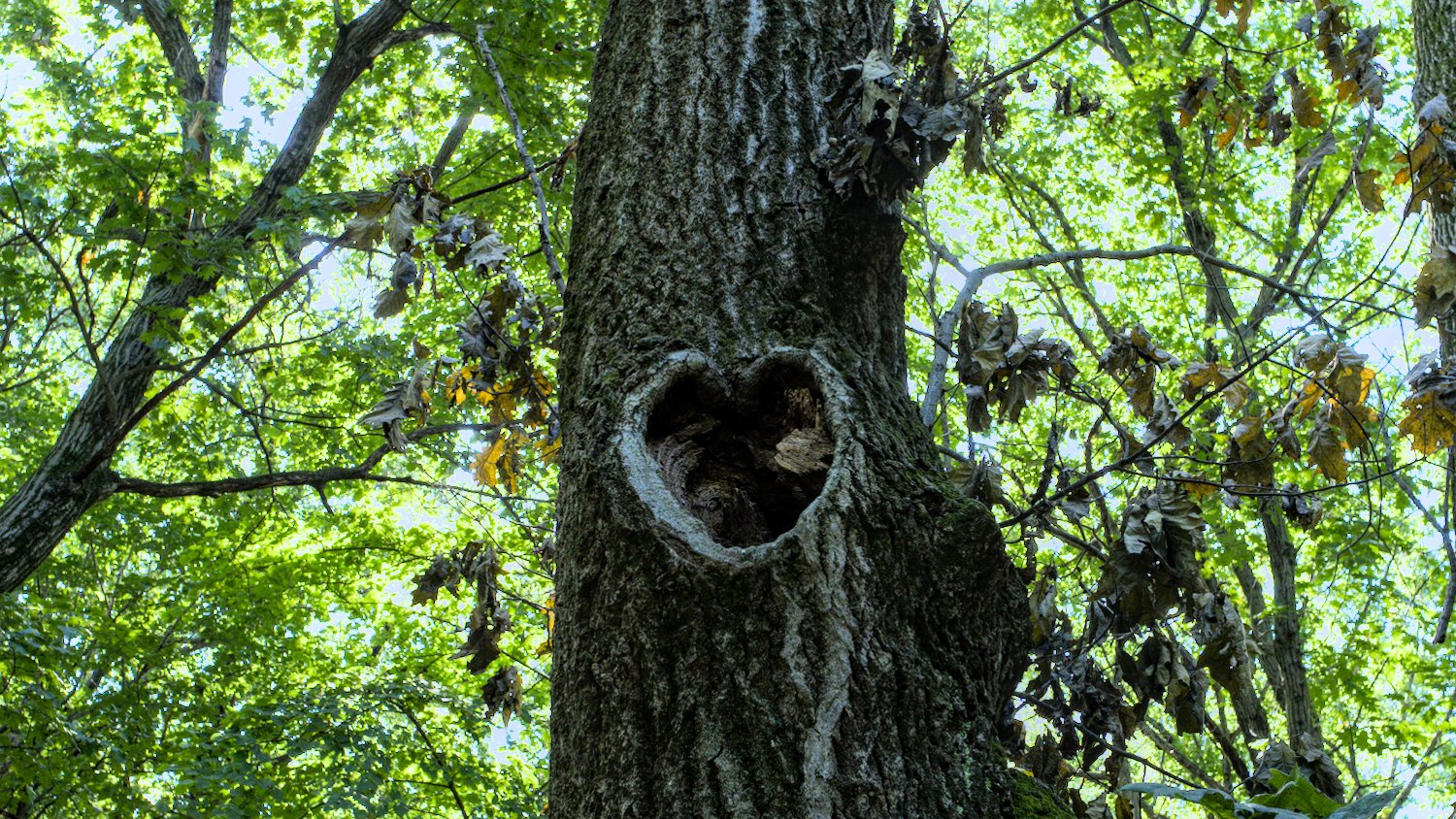 Heart shape in a tree.