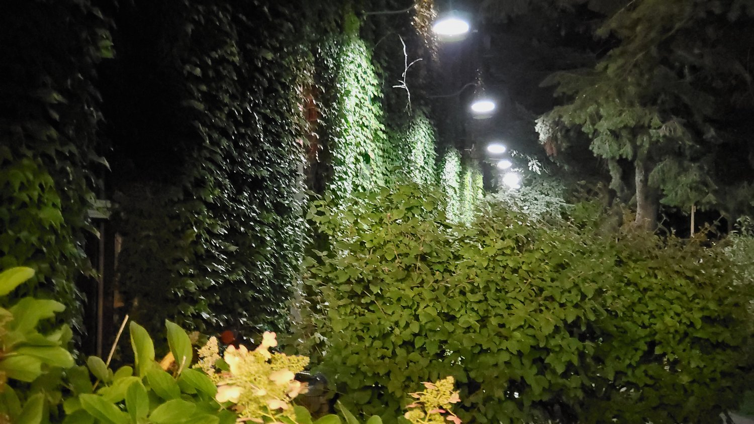 Ivy-covered Starline Factory building at night.
