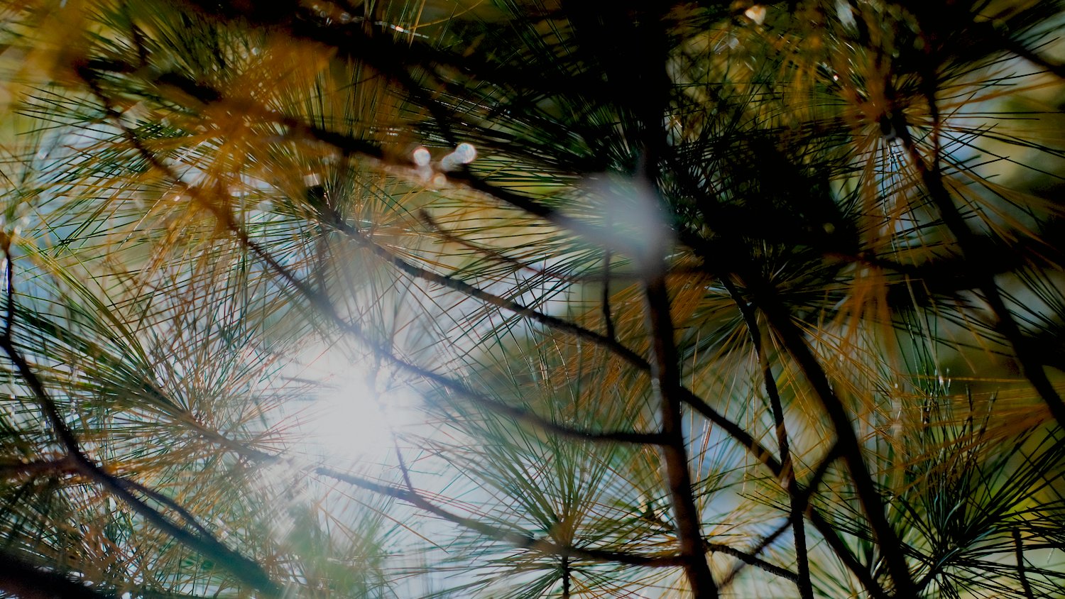 Sun shining through pine needles.