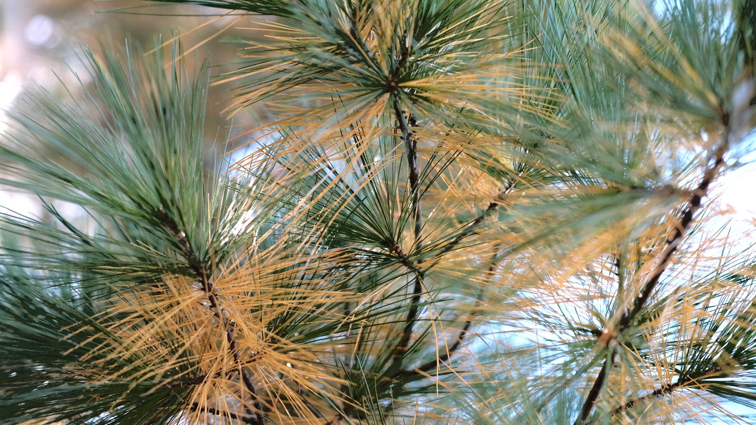 Green and tan pine needles.