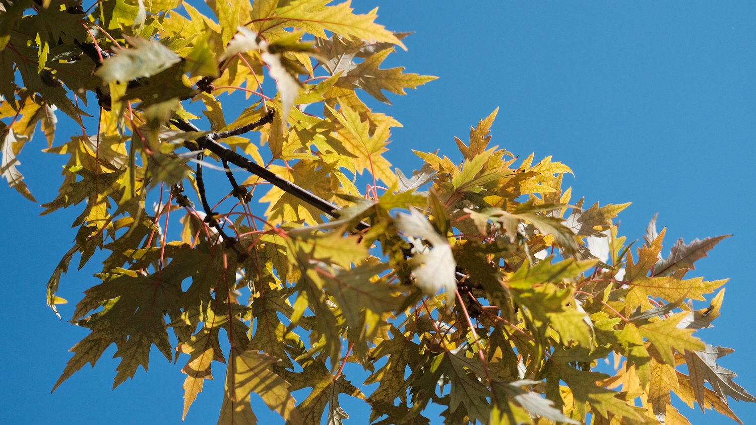 Yellow leaves against a blue sky.