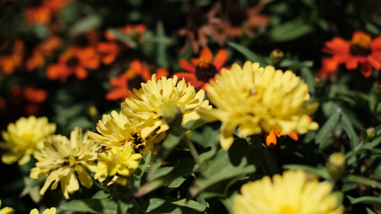 Yellow and orange flowers.