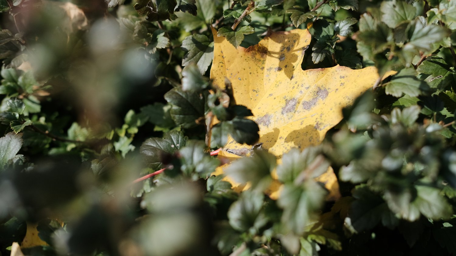 Fallen yellow maple leaf among the green leaves of a shrub.