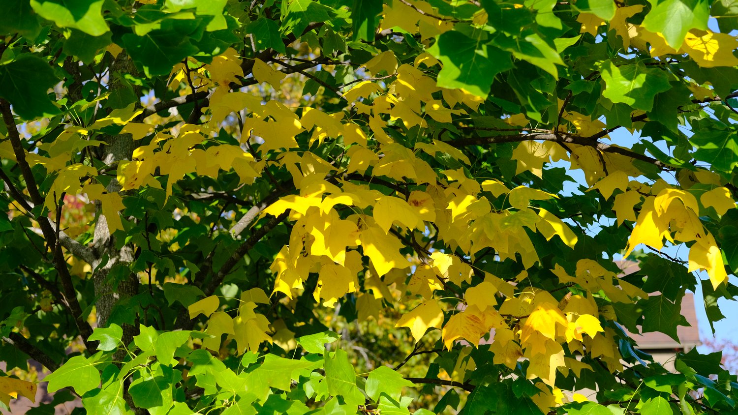 Yellow leaves mixed among green.