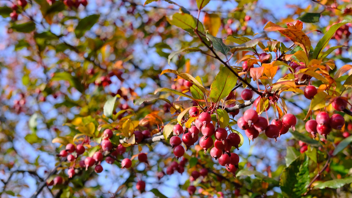 Red crab apples.