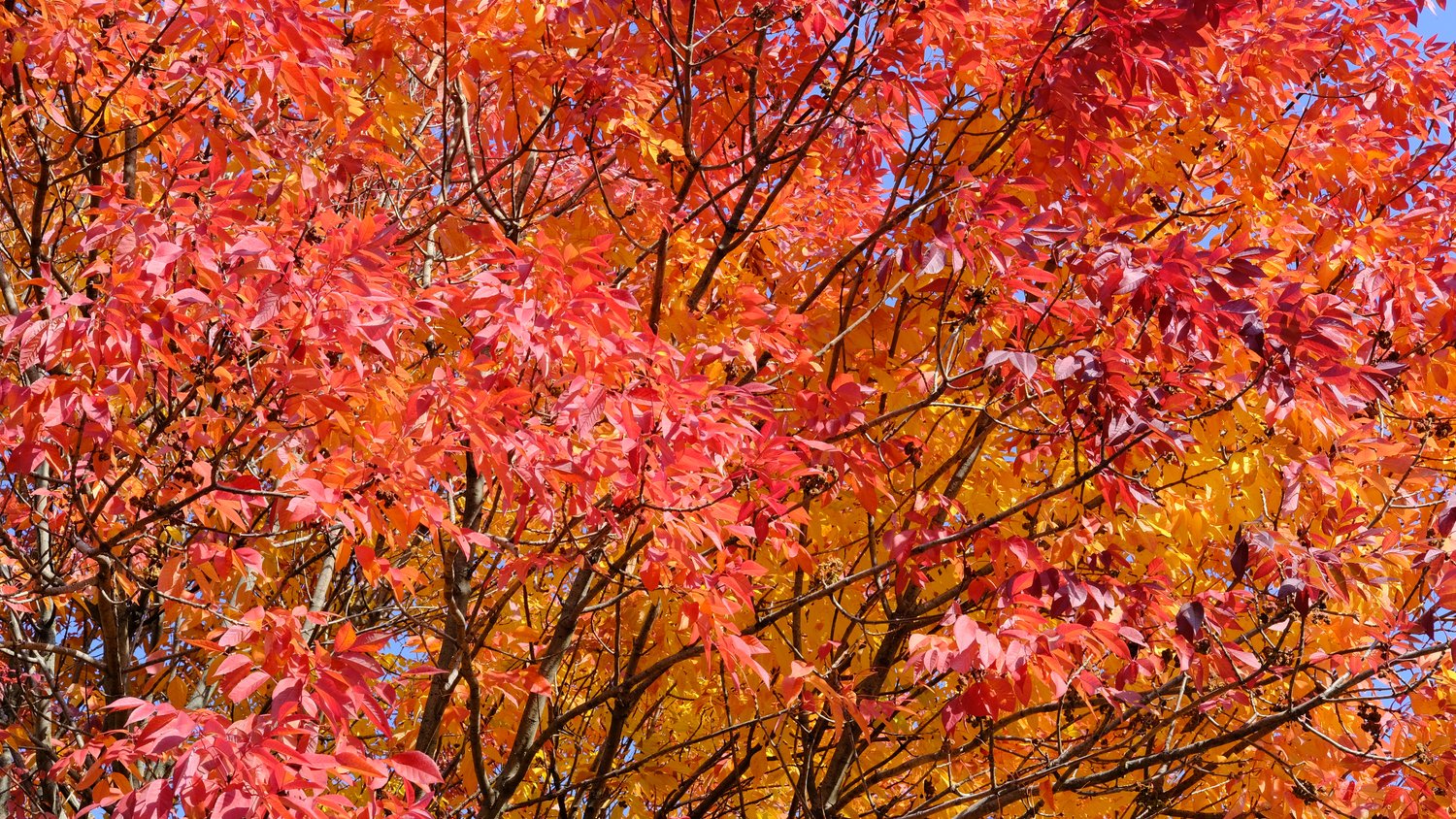 Bright red and orange leaves.