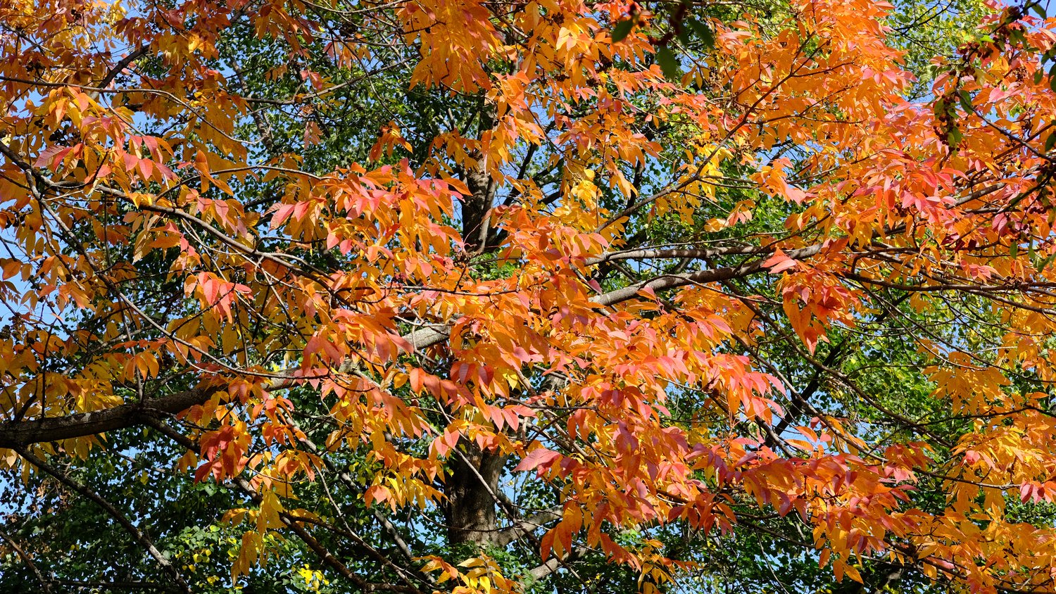 Orange and yellow leaves in the tree.