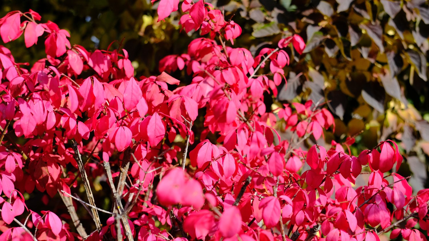 Pink burning bush leaves.