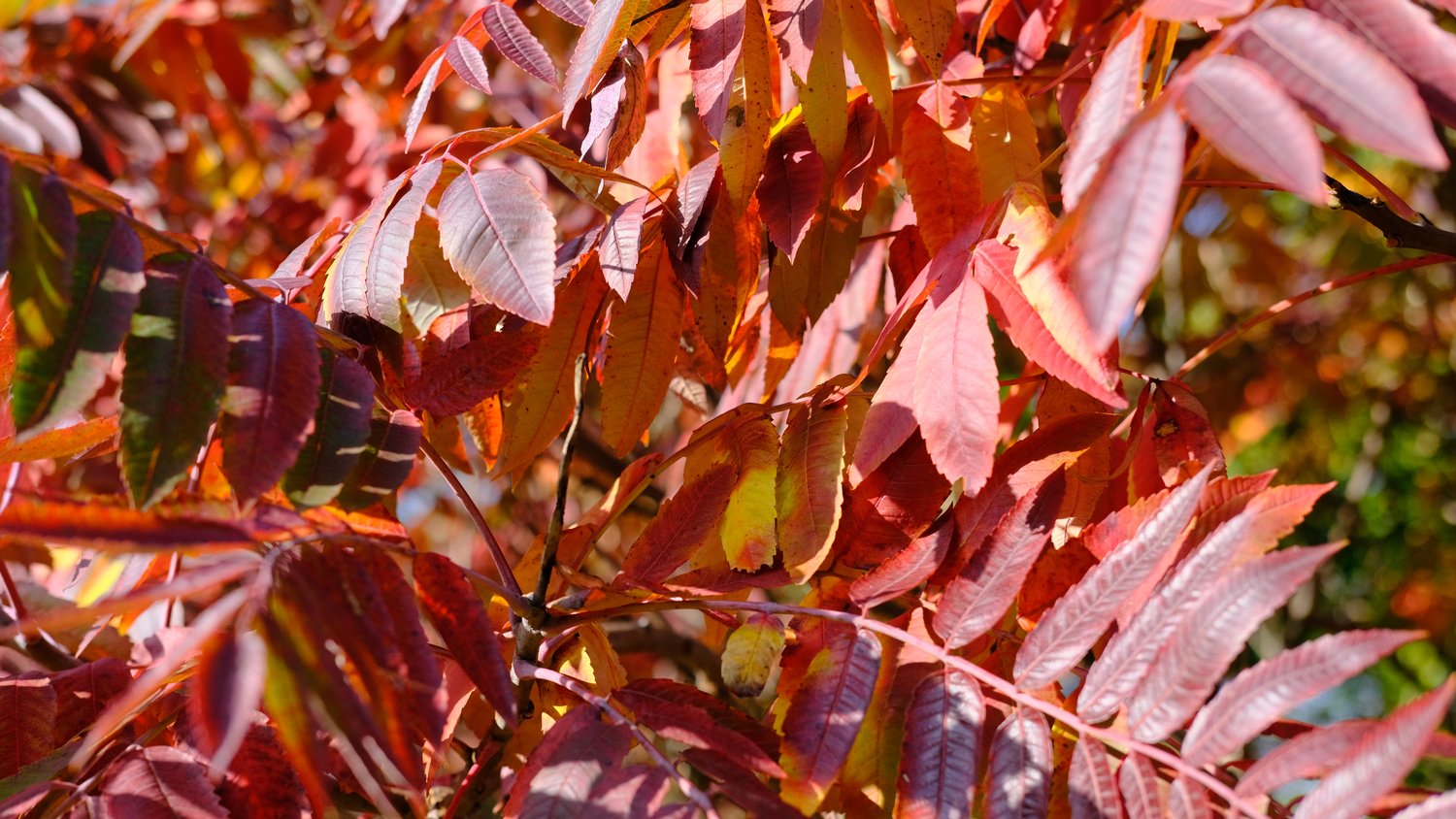 Red and yellow sumac leaves.
