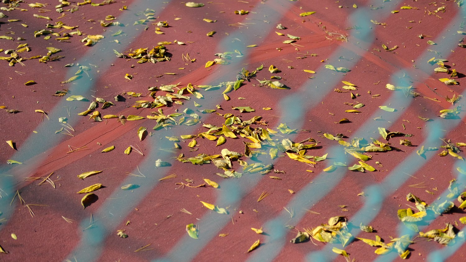 Fallen leaves on tennis court, seen through chain-link fence.