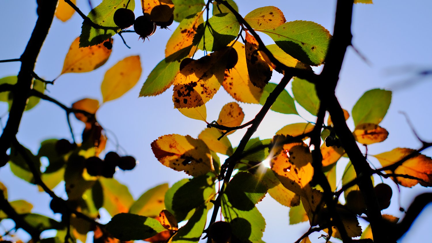 Sun peeking through yellow and green leaves.