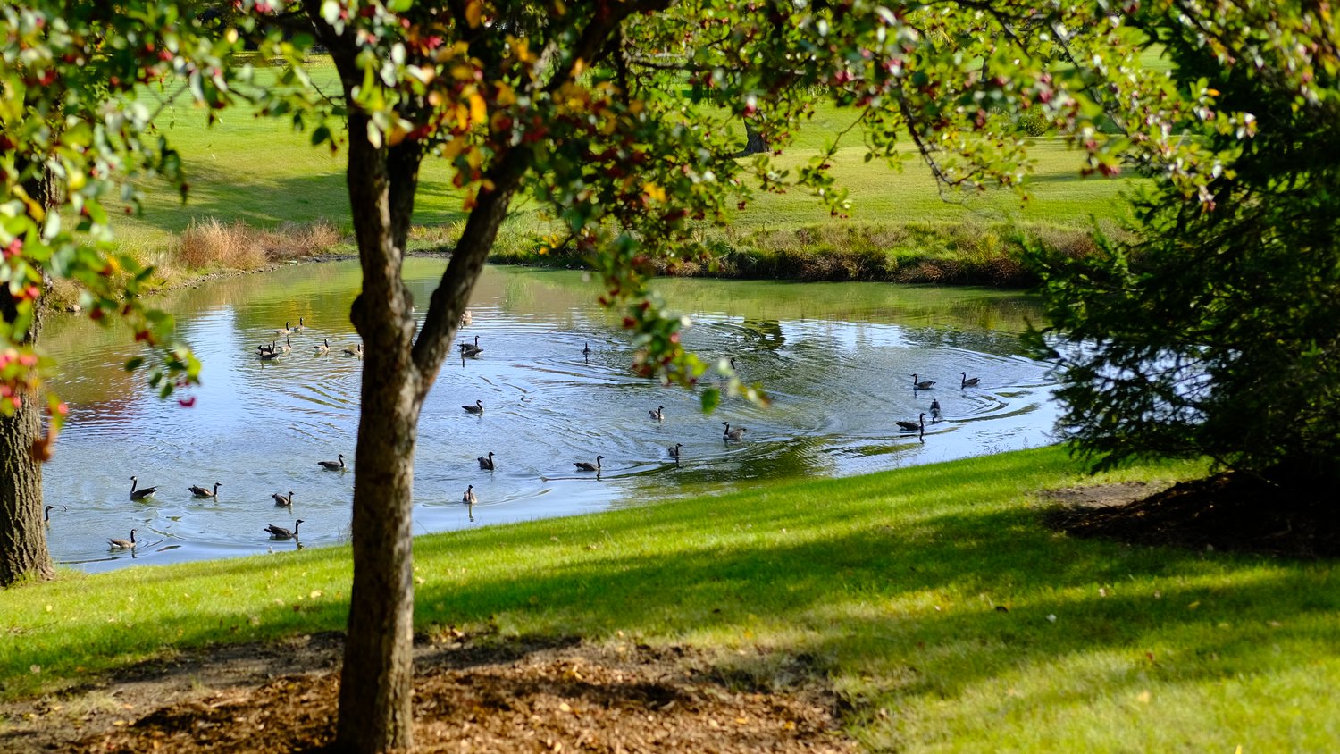 Geese enjoying the pond.