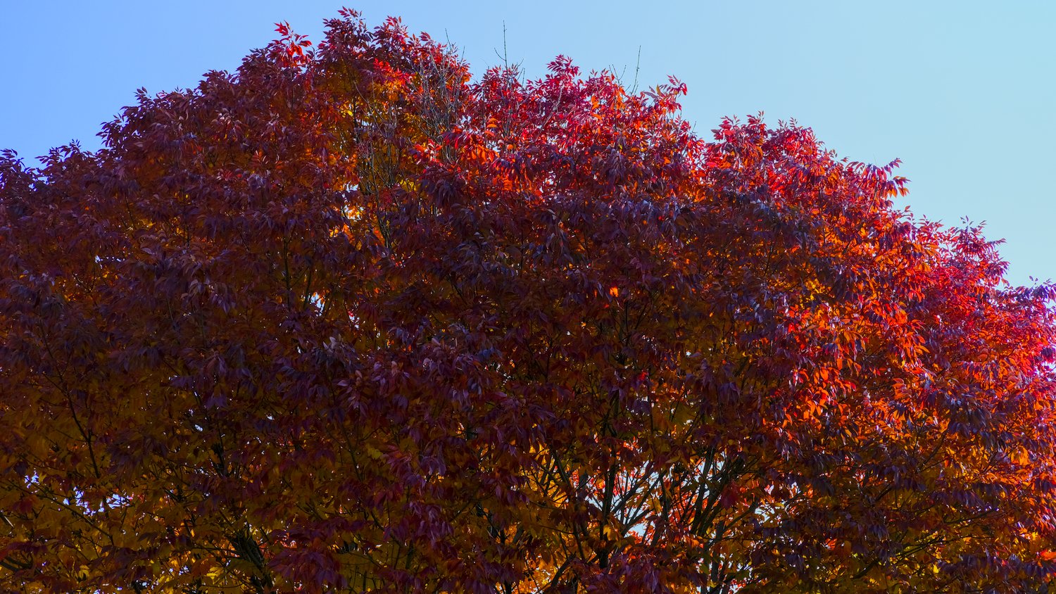 Rich red, orange, yellow, and purplish-red leaves in the trees.