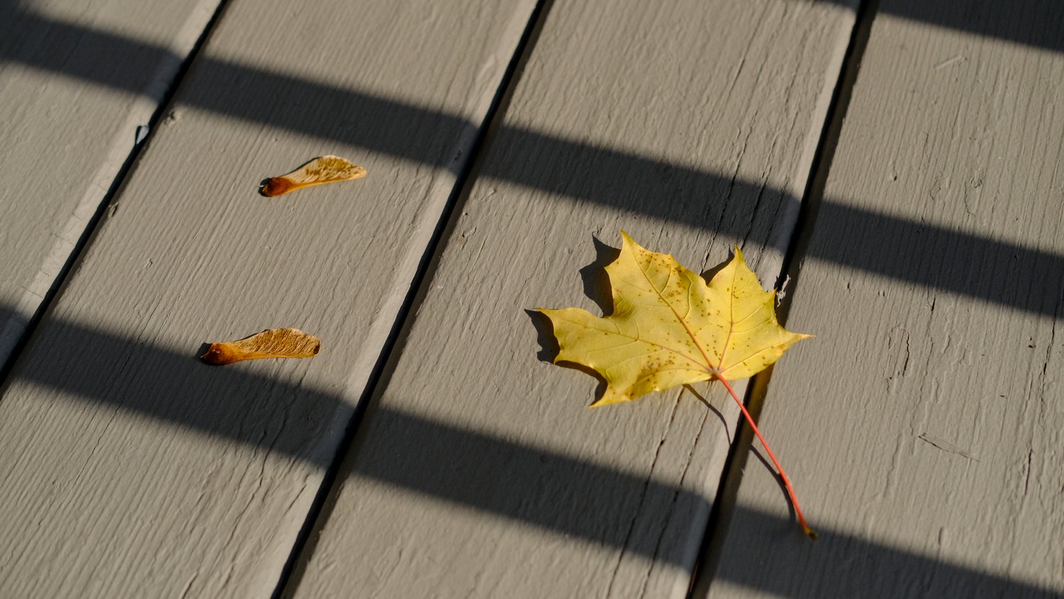 Yellow maple tree leaf and seed pods on the deck.