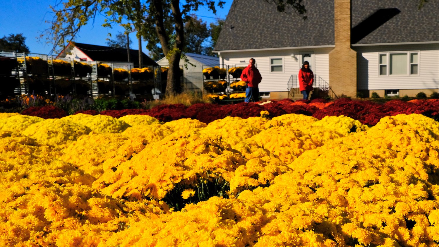 Various colors of mums.