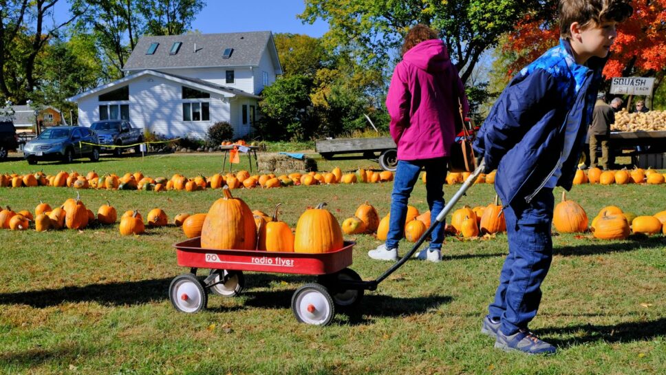 Boy pulling wagon of pumpkins.
