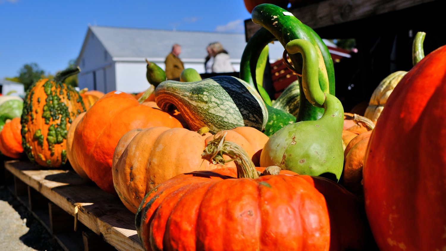 Colorful display of pumpkins and squash.