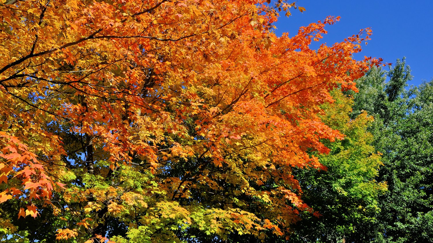 View of trees with autumn leaves.