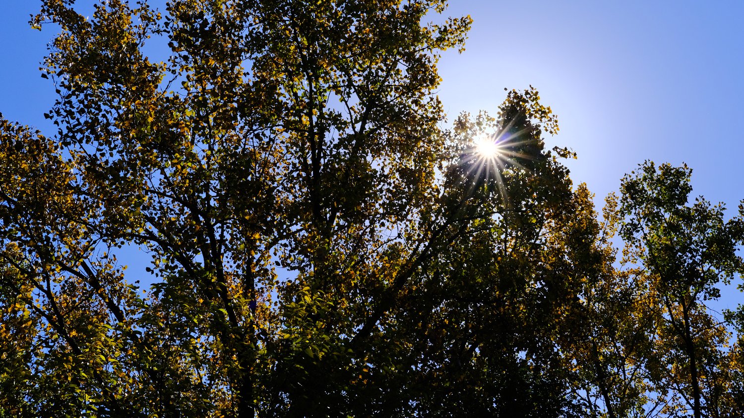 Sun shining through the leaves.