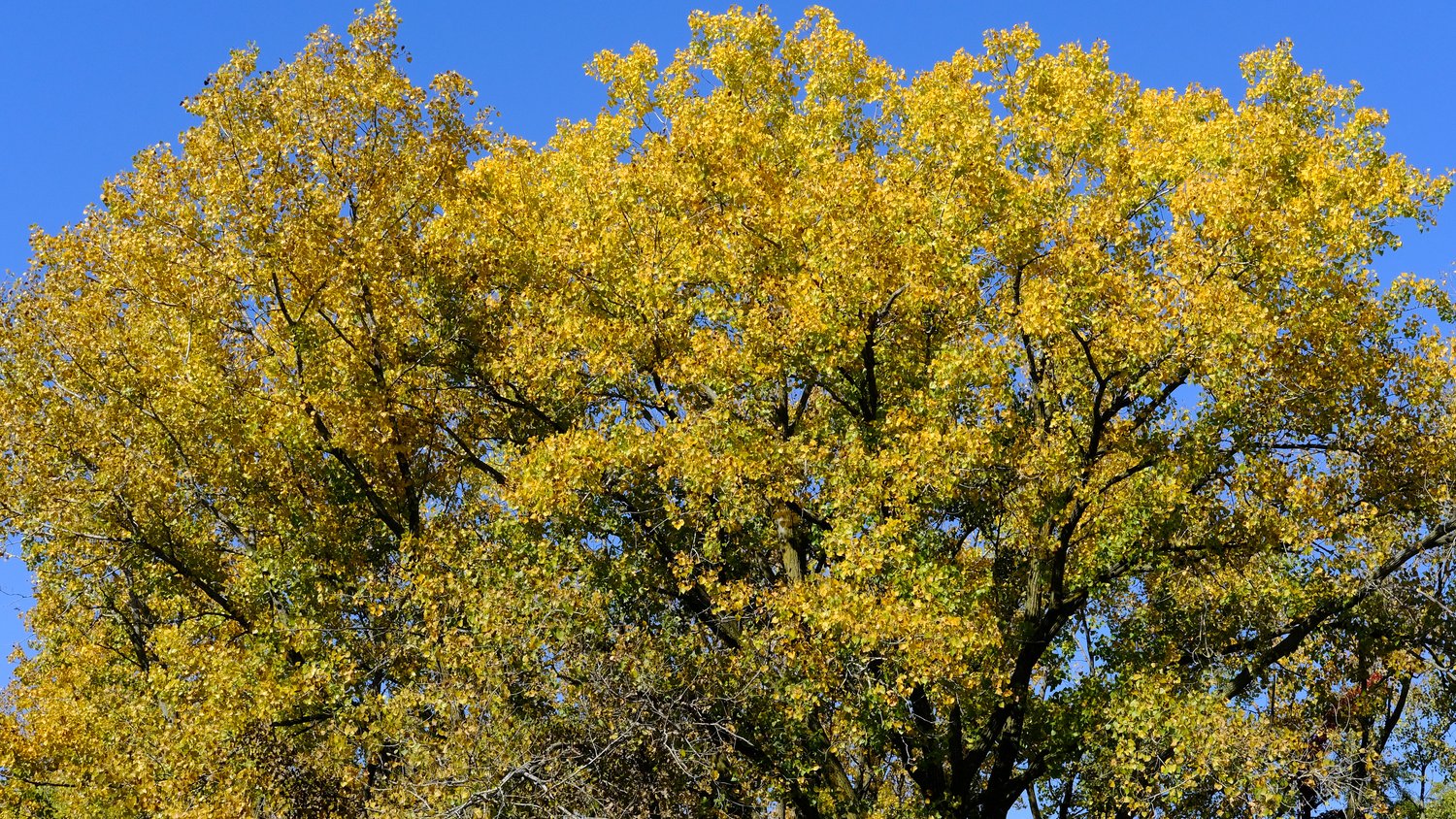 Yellow autumn leaves.