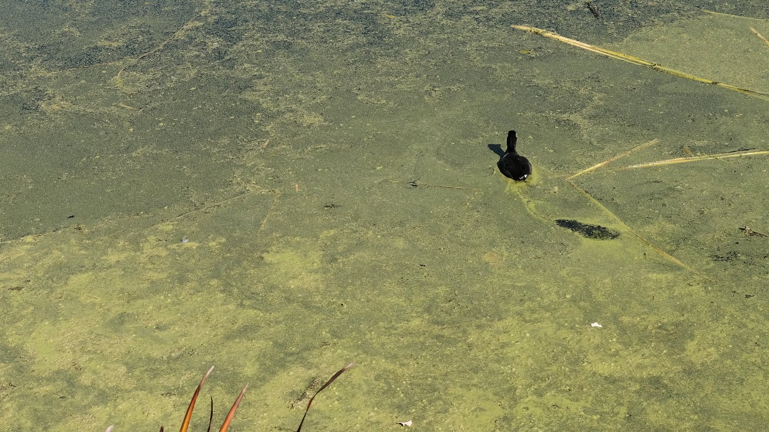 Duck on the pond with green algae.