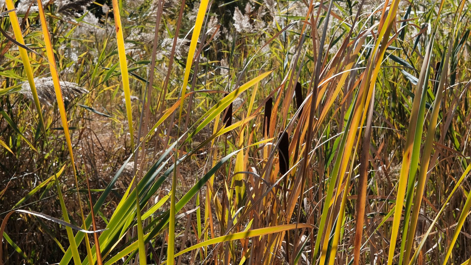 Cattails and fronds.