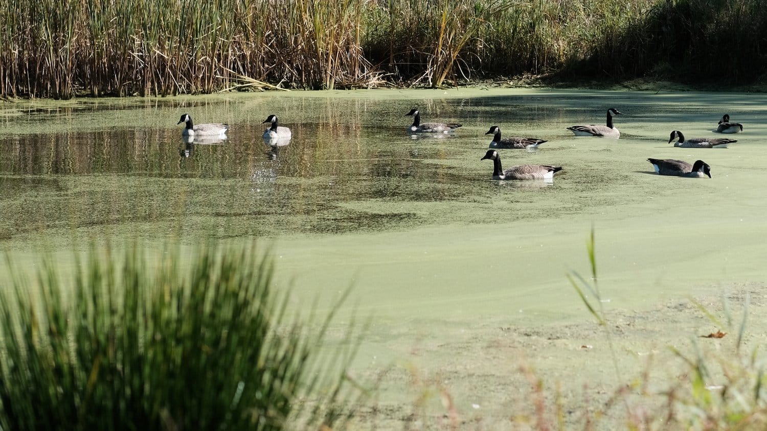 Geese on a little marsh area.