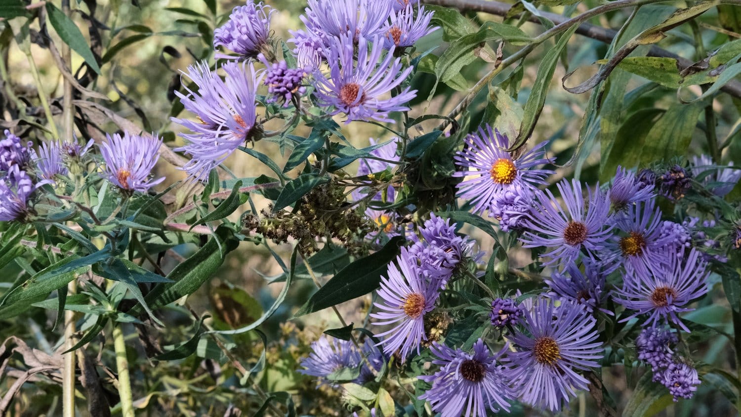 Sunlight on the aromatic aster.