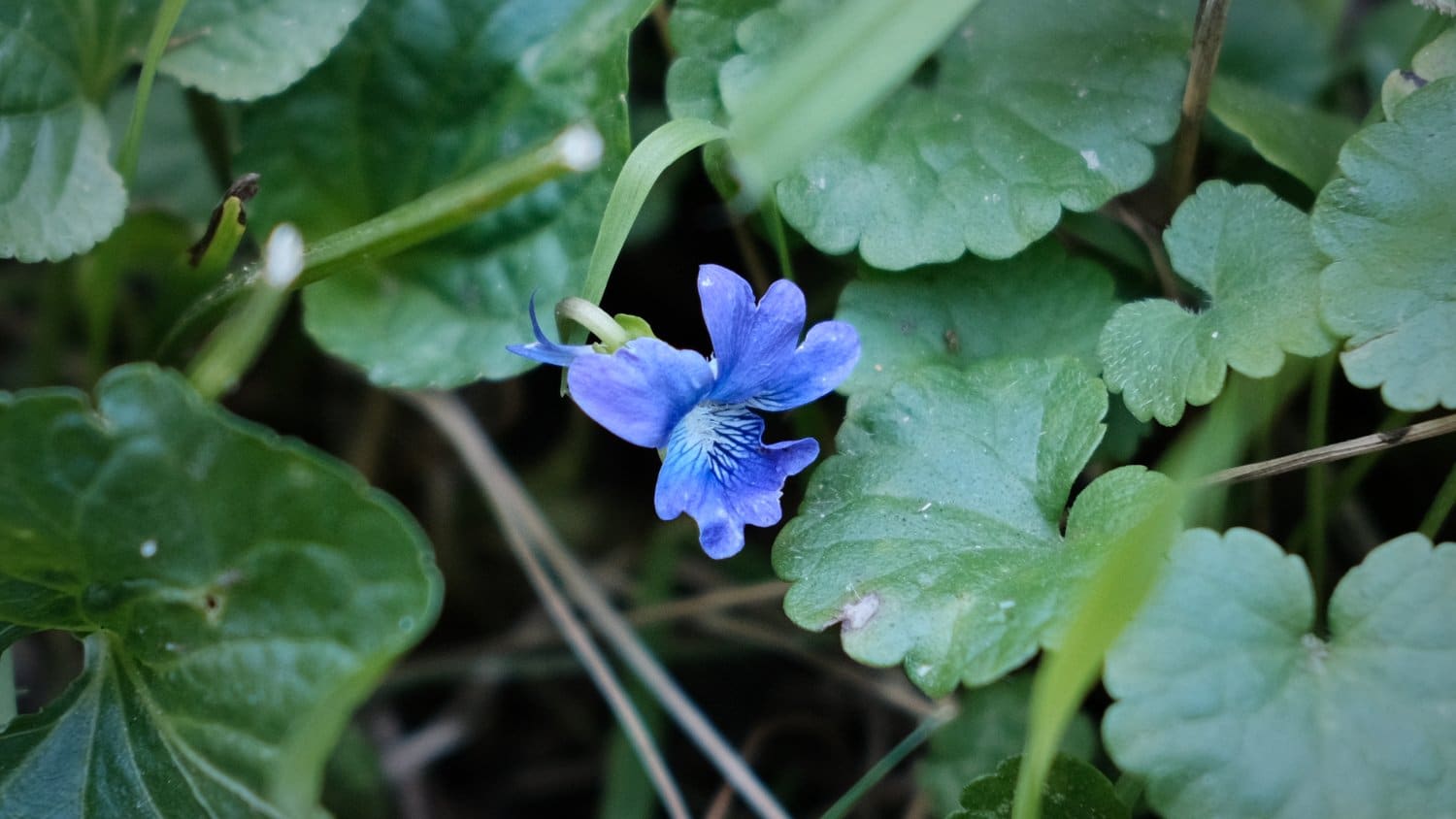 A blue violet surrounded by green leaves.