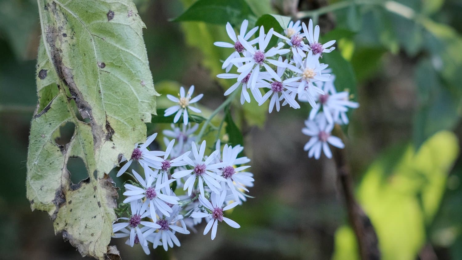 Calico aster.