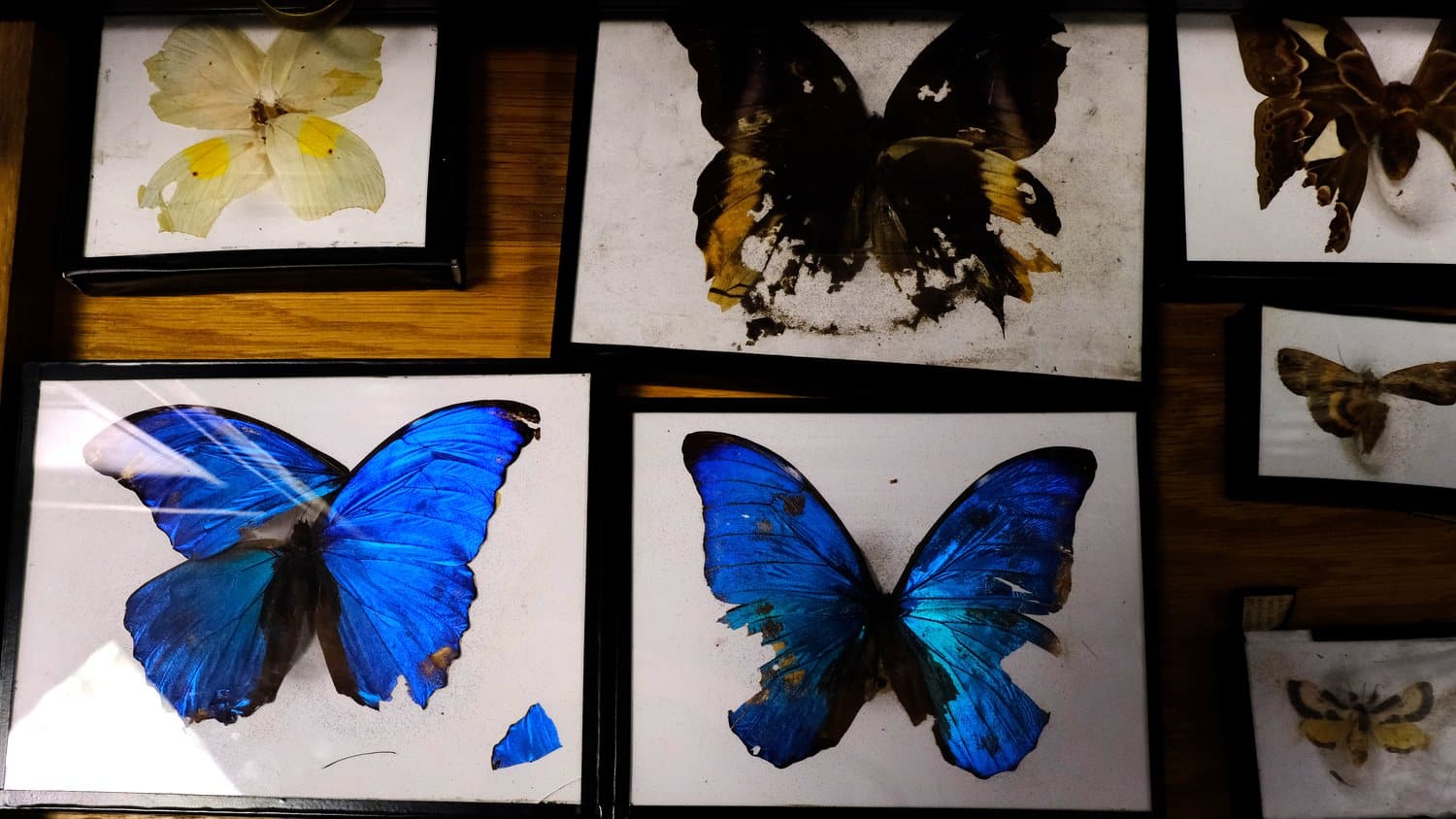 Butterfly collection.