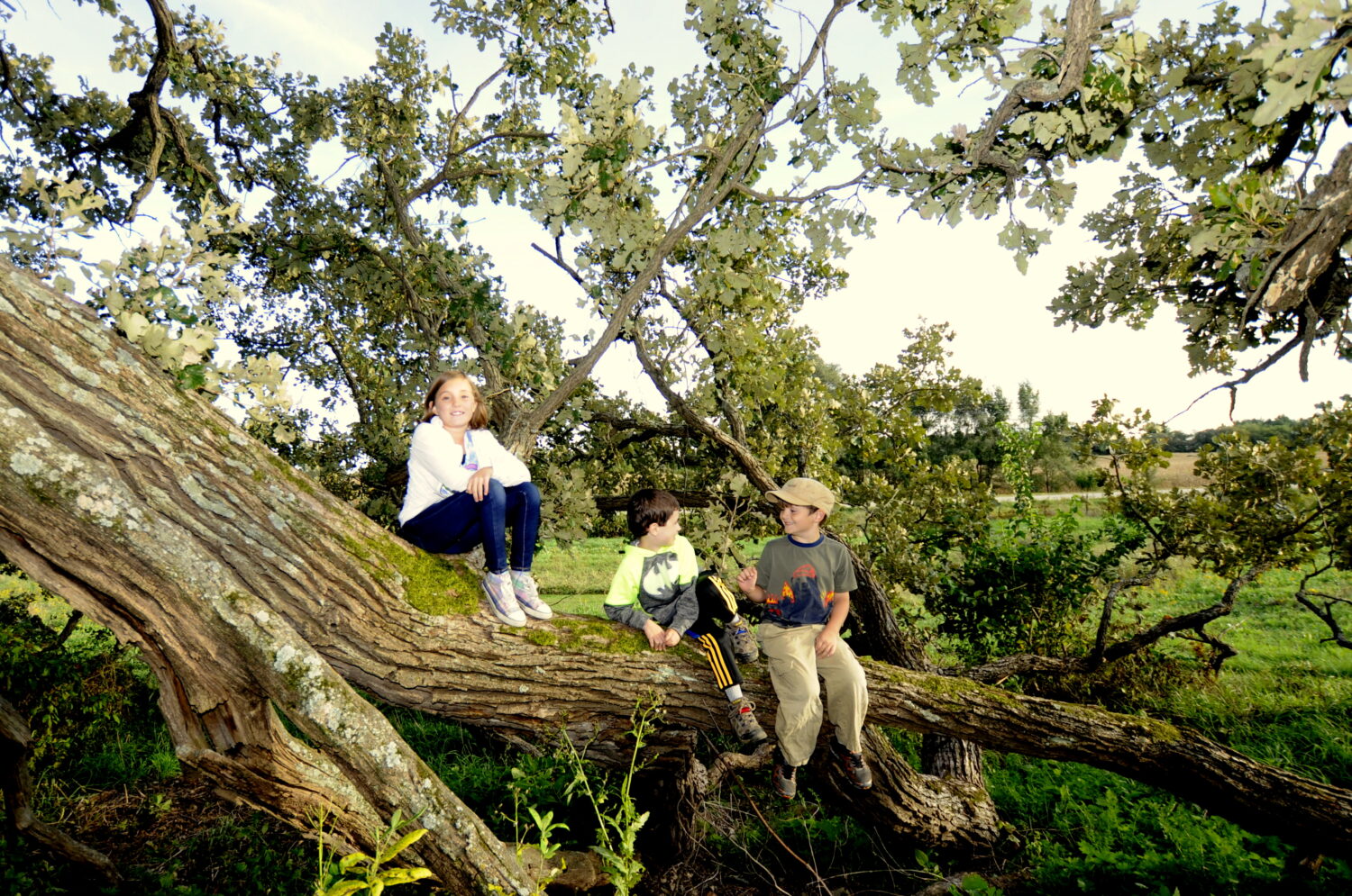 Kids on wolf oak branch 1 1500x995