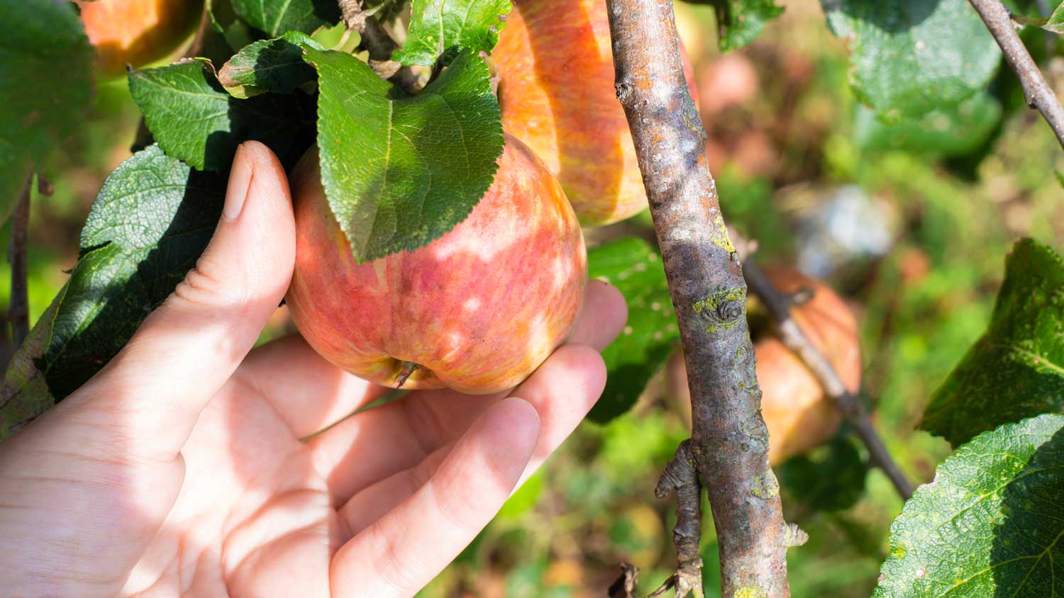 Close up of hand, picking an apple from a tree.