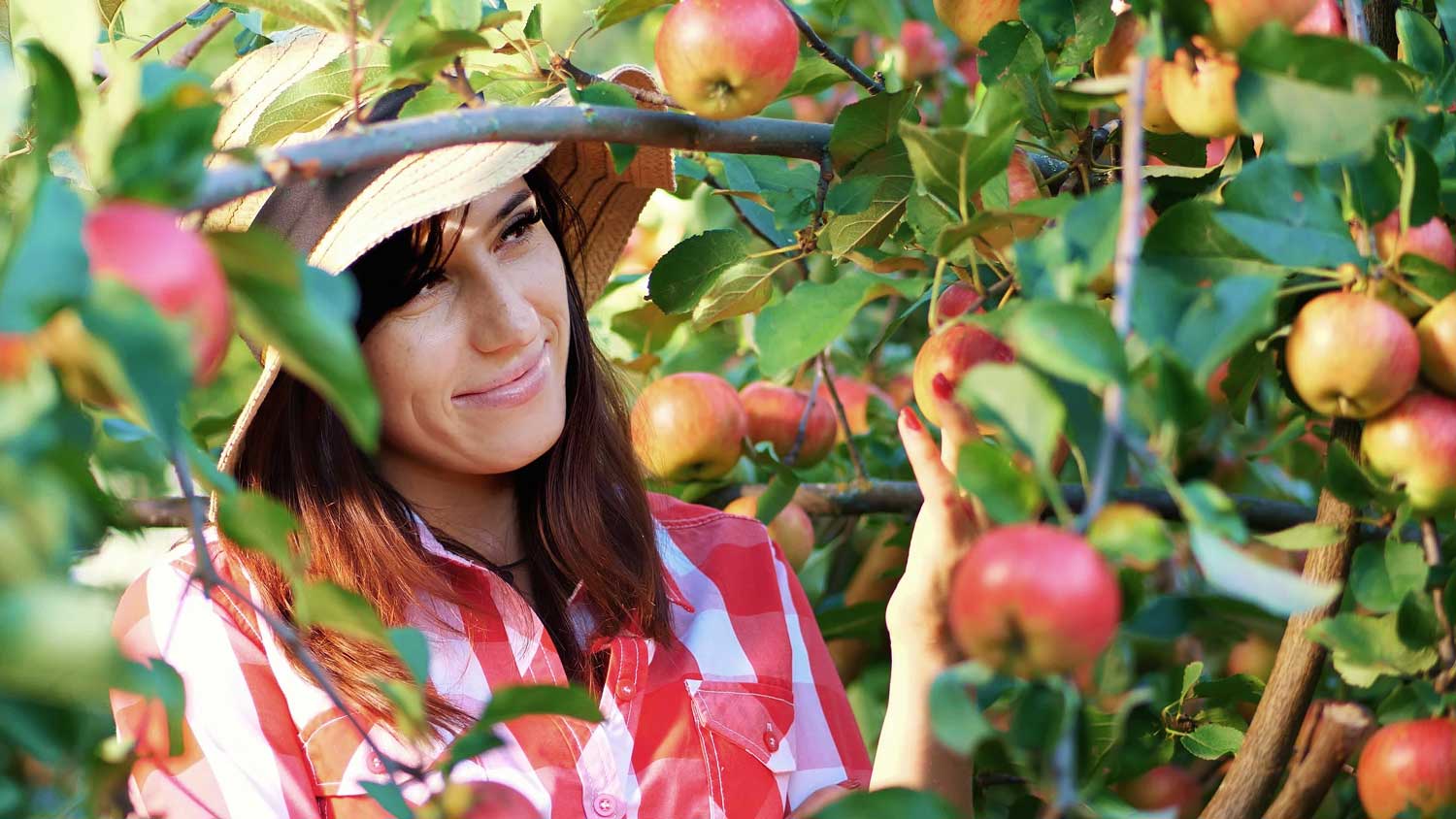 Woman picking apples in orchard.