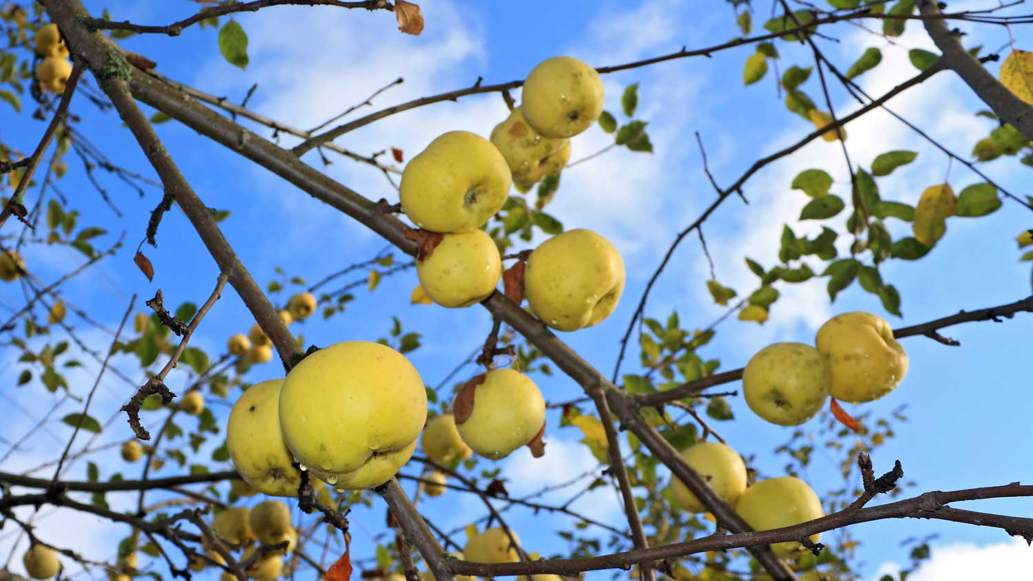 View of yellow-green apples in a tree.