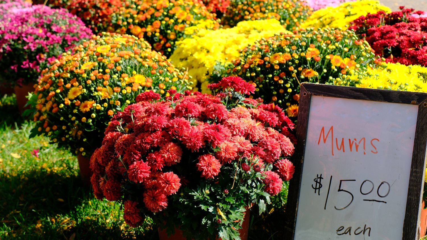 Various colored mums for sale.