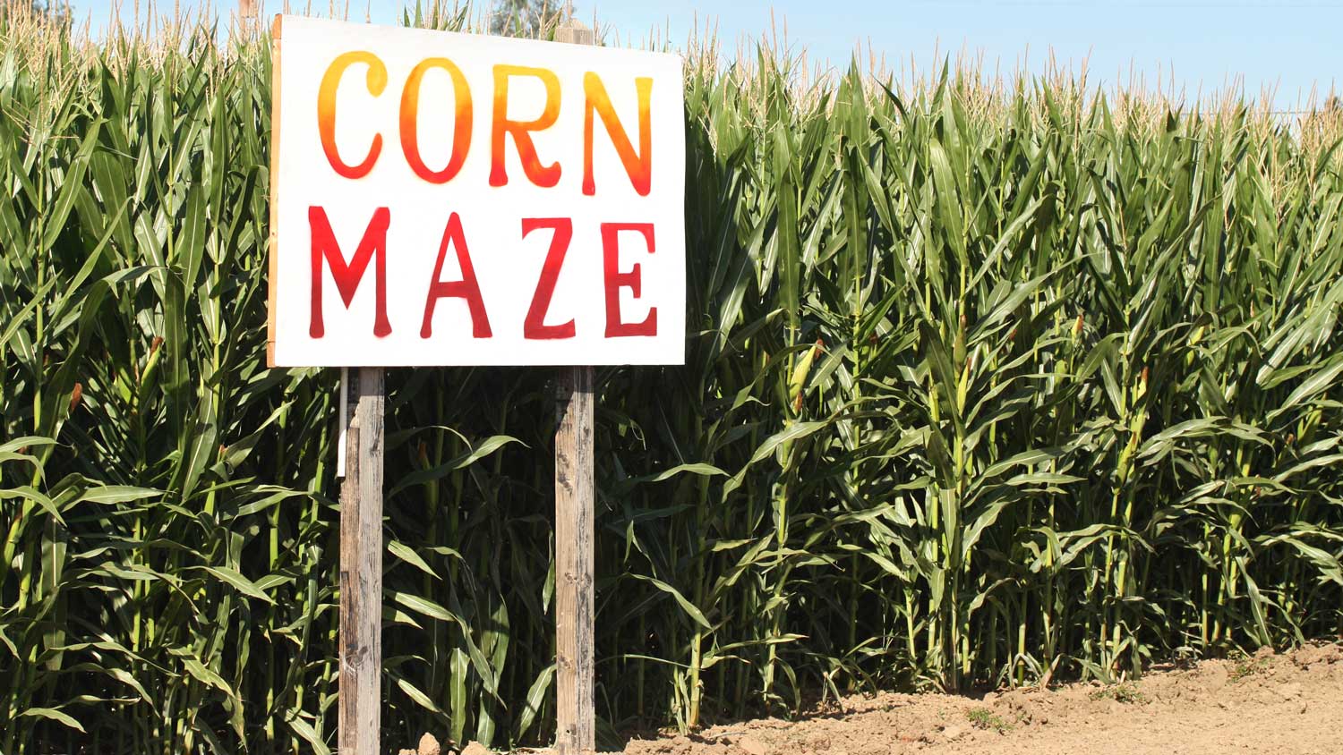 Corn maze entrance.