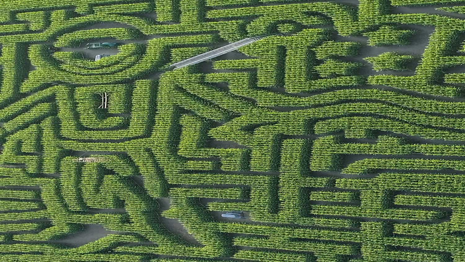 Corn maze from above.