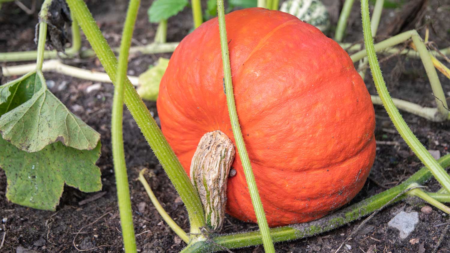 Pumpkin on the vine in a field.