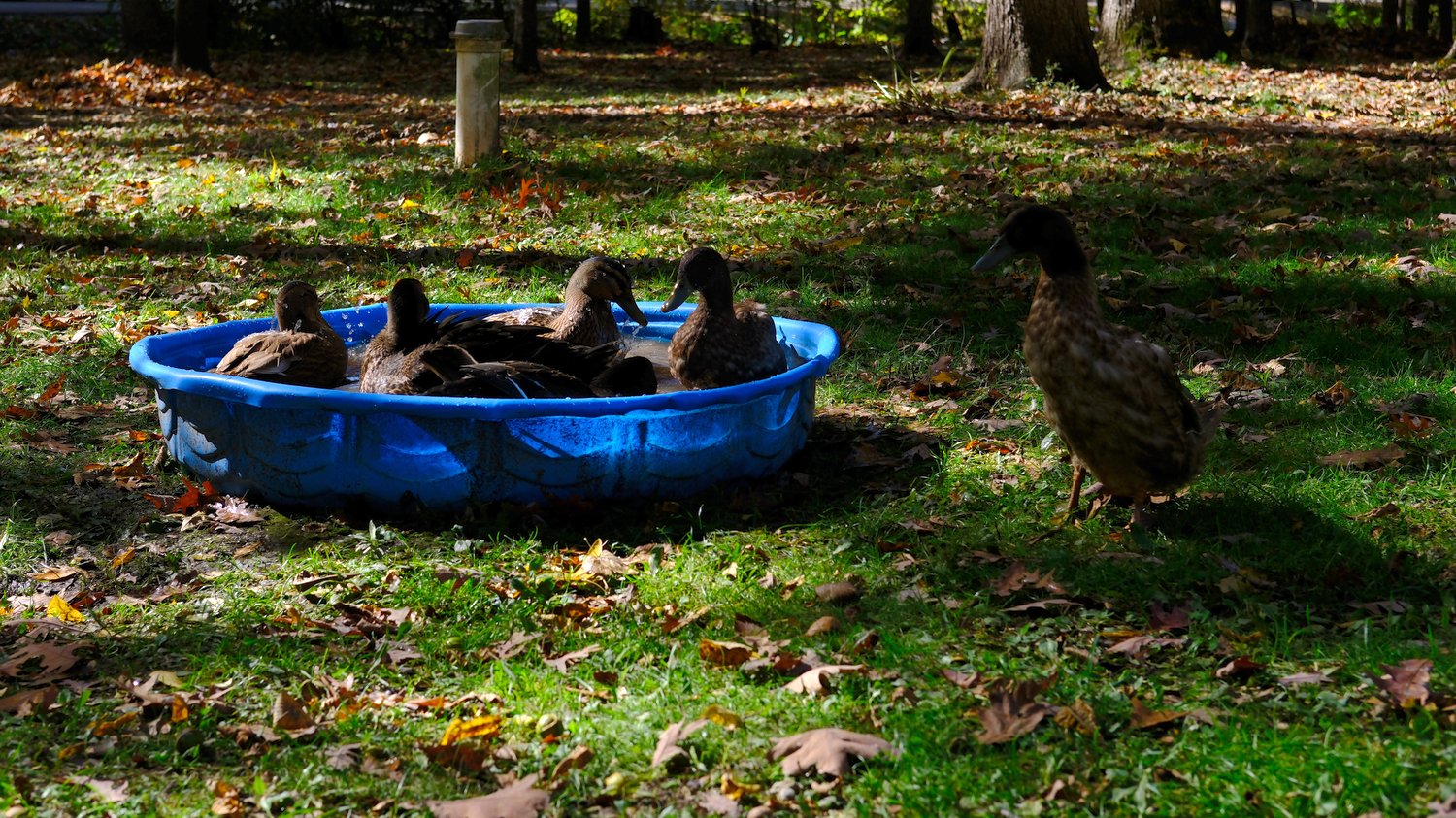 Kiddy pool with ducks in it.