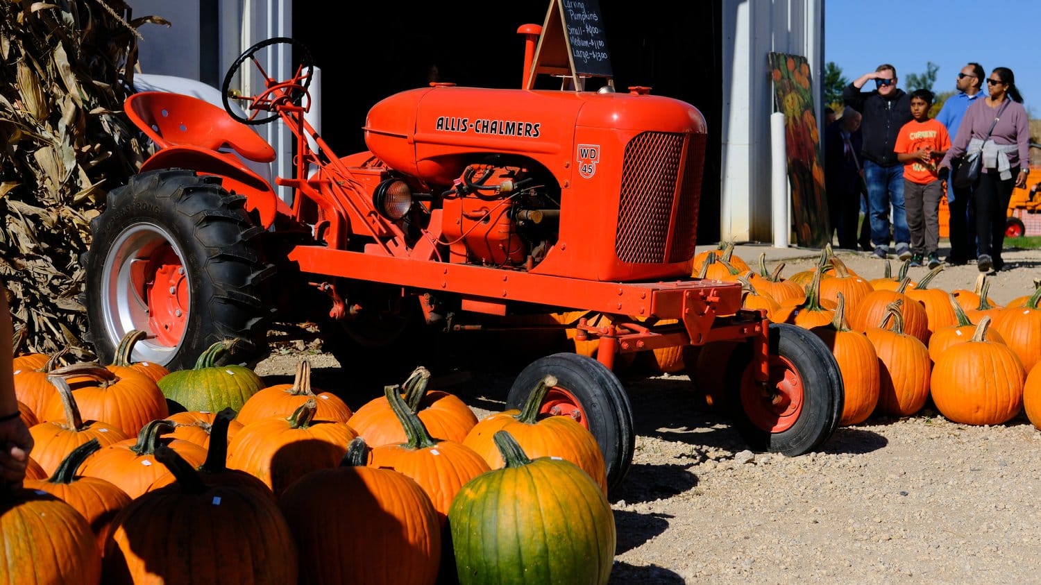 Antique Allis-Chalmers WD45 tractor surrounded by pumpkins.