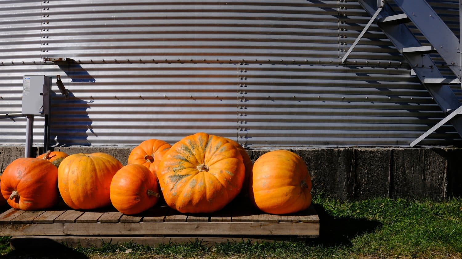 Large pumpkins in front of a grain silo.